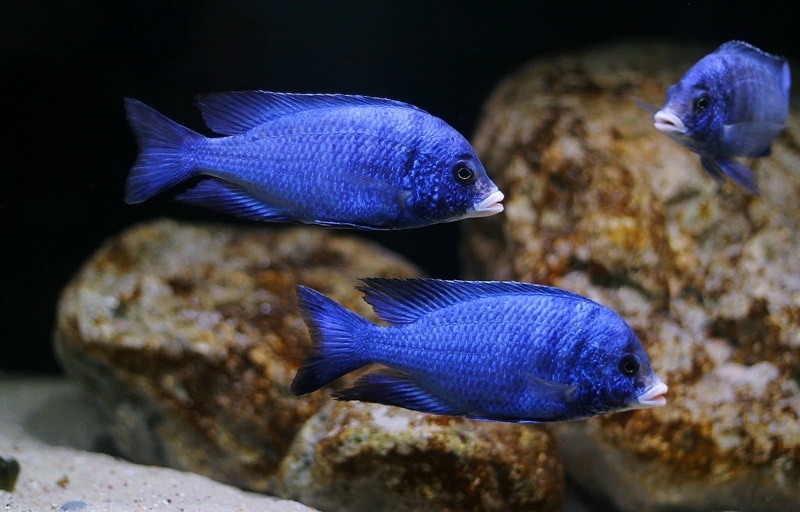Placidochromis phenochilus 'Mdoka Reef'